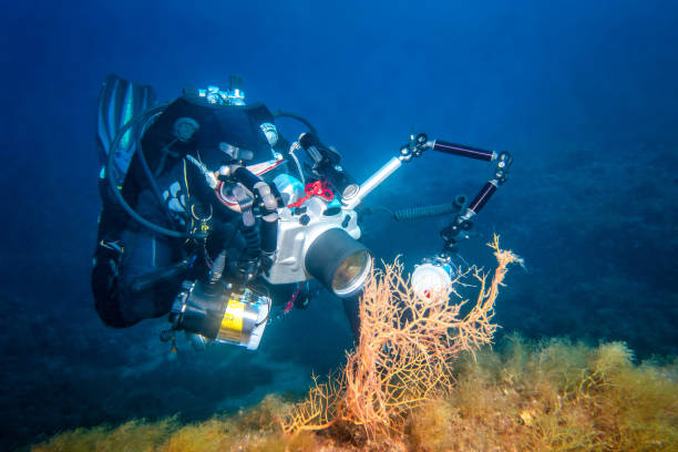 diver underwater with huge camera inspecting an underwater coral like specimen